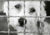 Sad dog behind a metal fence, black and white.