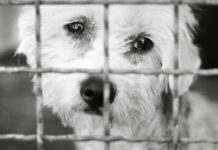 Sad dog behind a metal fence, black and white.