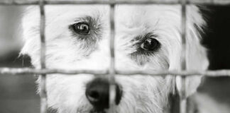 Sad dog behind a metal fence, black and white.