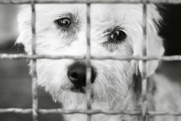Sad dog behind a metal fence, black and white.