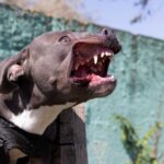 Aggressive pitbull dog showing teeth outdoors