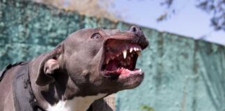 Aggressive pitbull dog showing teeth outdoors