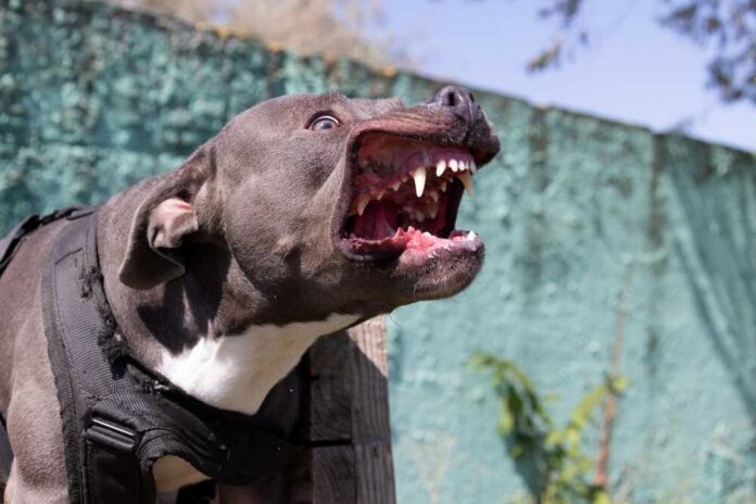 Aggressive pitbull dog showing teeth outdoors