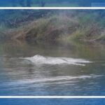 Juvenile whale that swam up Pacific County river found dead