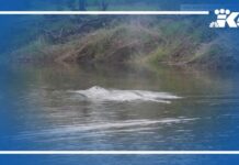 Juvenile whale that swam up Pacific County river found dead