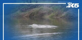 Juvenile whale that swam up Pacific County river found dead