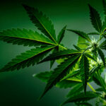Cannabis plant leaves close up green background