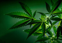 Cannabis plant leaves close up green background