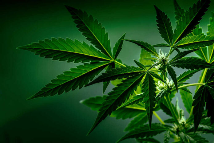 Cannabis plant leaves close up green background