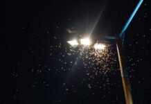 Insects swarming around a bright streetlight at night