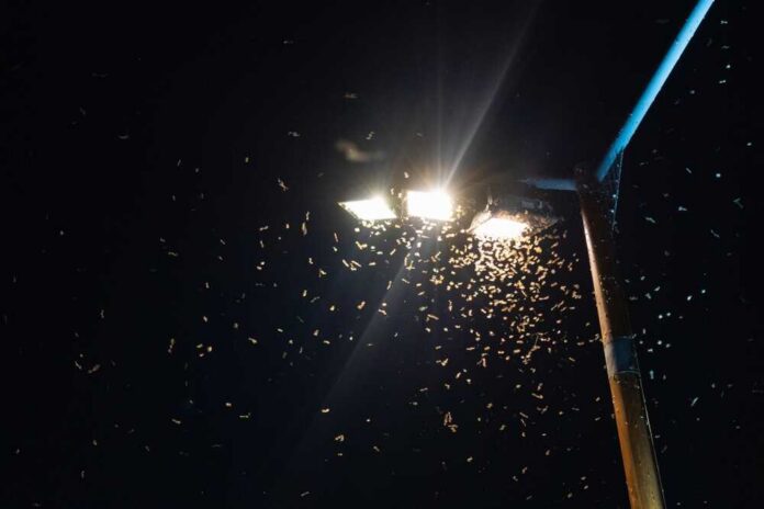 Insects swarming around a bright streetlight at night