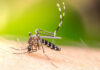 Mosquito with striped legs feeding on human skin