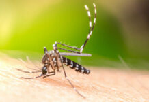 Mosquito with striped legs feeding on human skin