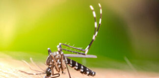 Mosquito with striped legs feeding on human skin
