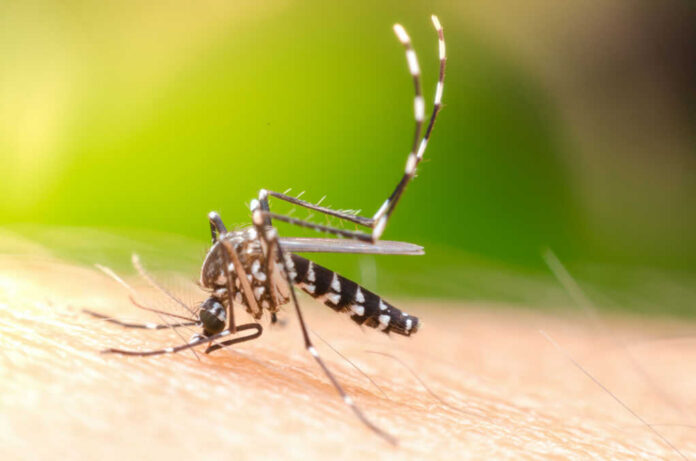 Mosquito with striped legs feeding on human skin
