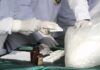 Scientists in lab coats handling white powder sample with tools