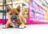 Puppy lying on a store floor