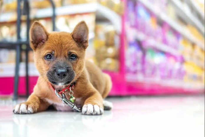 Puppy lying on a store floor