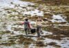 two people walking across a seaweed-covered tidal flat