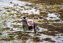 two people walking across a seaweed-covered tidal flat