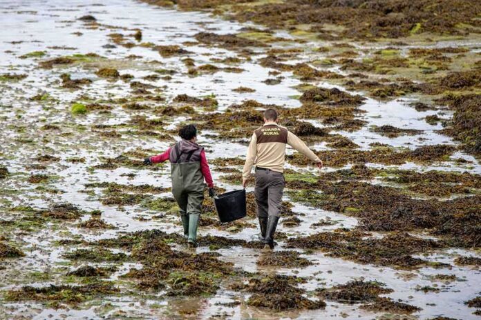 shutterstock_2330479909 two people walking across a seaweed-covered tidal flat