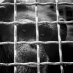 chimpanzee behind metal cage bars