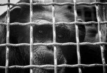 chimpanzee behind metal cage bars