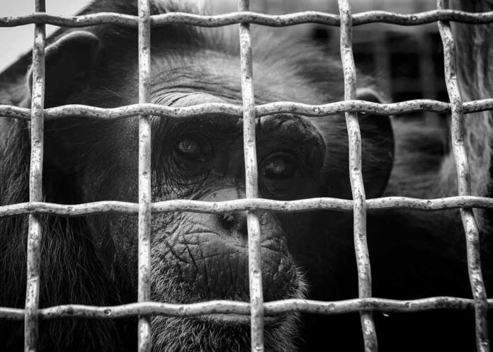 chimpanzee behind metal cage bars