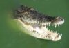 Crocodile with open jaws in green water