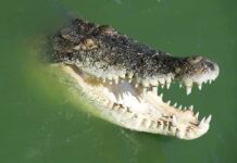 Crocodile with open jaws in green water