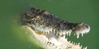 Crocodile with open jaws in green water