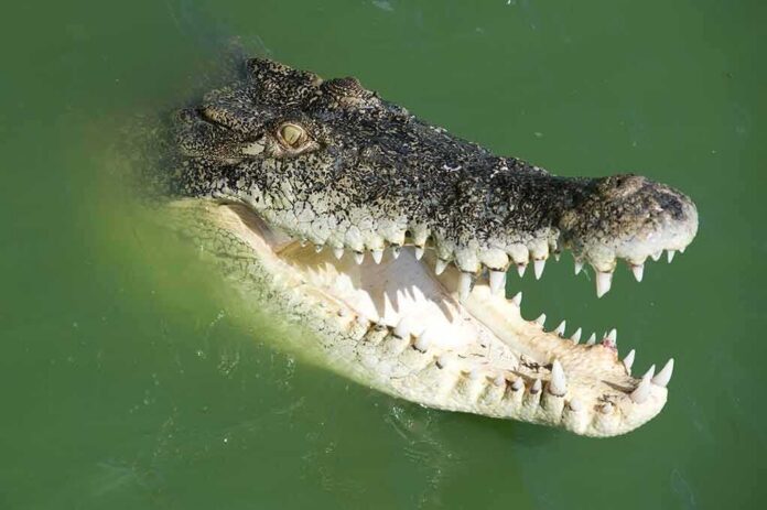 Crocodile with open jaws in green water